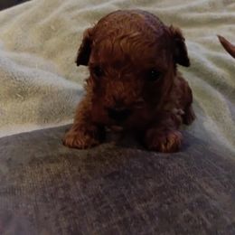 Boy 3 - Red male Cavapoo puppy in Salisbury, North Carolina from Carolina Canines