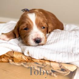 Toby - Red  male Goldendoodle puppy in Melba, Idaho from KZ Doodles
