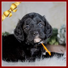 Woodstock - Black and white male Bernedoodle puppy in Connersville, Indiana from Deaz Doodle Ranch