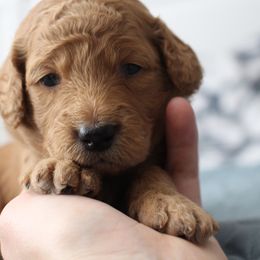 Bernedoodle, Goldendoodle, and Poodle Puppies from Raintree Standard Poodles & Mini Doodles