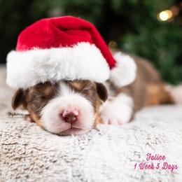 Faline - Red tri-color female Australian Shepherd puppy in Woodford, Virginia from Skyborne Australian Shepherds