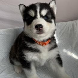 Orange Collar - Black and white male Siberian Husky puppy in Bakersfield, California from Lotus Husky Pack