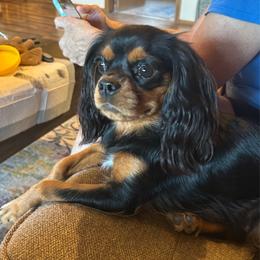 Harper - Cavalier King Charles Spaniel