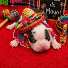 Black Brindle n White - Black and white female Boston Terrier puppy in San Antonio, Texas from JT Bostons