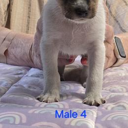 4 - White black and tan male Rat Terrier puppy in Divide, Colorado from Outlaw Farm and Kennel