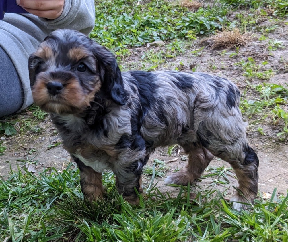 Cockapoo Puppies from Cano Cockapoos