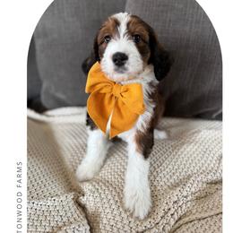 Sweet tea - Sable female Bernedoodle puppy in New Harmony, Indiana from Cottonwood Farms