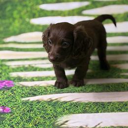 Hershey - Chocolate female Dachshund puppy in Huffman, Texas from Alex's Dachshunds