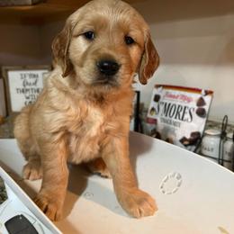 Golden Retriever Puppies from Shupe’s Sweet Southern Goldens
