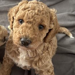 Labradoodles from Elk Creek Kennel