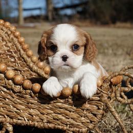 Amy - Blenheim female Cavalier King Charles Spaniel puppy in Lula, Georgia from Cavaliers by Crumley