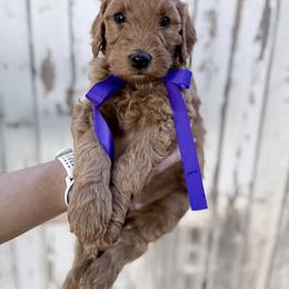 Goldendoodle Puppies from Arizona Darling Doodles