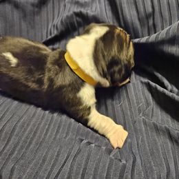 Basset Hound Puppies from The Basset Family