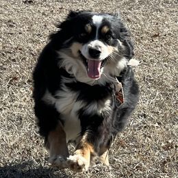 Piper - Toy Australian Shepherd