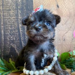 Winnie - Black and tan female Yorkshire Terrier puppy in Howe, Oklahoma from Ray Holder