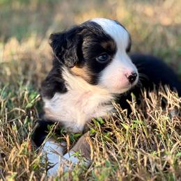 Girl 6 - Black tri female Miniature Australian Shepherd puppy in Greenville, South Carolina from QC Homestead Miniature Australian Shepherds