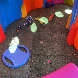 Siberian Husky Puppies from Phresh Pharm Husky Ranch