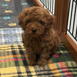 Milo - Red  male Poodle puppy in Houston, Texas from YZC Frenchies at 4C Ranch
