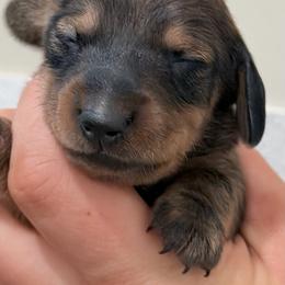 Indy - Red male Dachshund puppy in Crystal, Michigan from Mare-Bella Smoothcoat Edition