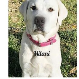 Labrador Retriever puppies from Five Star Labradors