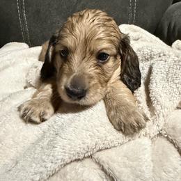 Male-Light Blue - Cream male Dachshund puppy in Greenfield, Indiana from Thompson's Prairie Pride