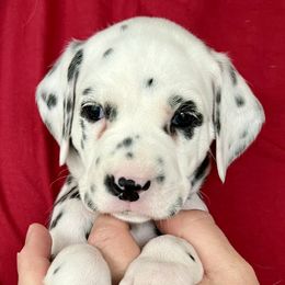 Dalmatian Puppies from Sweet Street Dalmatians
