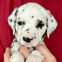 Dalmatian Puppies from Sweet Street Dalmatians