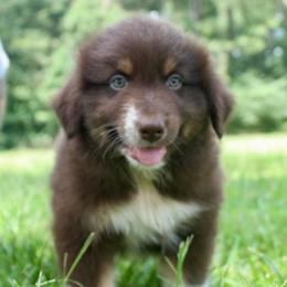 Rabbit-1200-ready to go - Red tri-color male Australian Shepherd puppy in Star City, Arkansas from Blush & Lace Aussie Co.