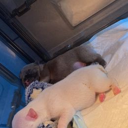 French Bulldog Puppies from Barters kennel
