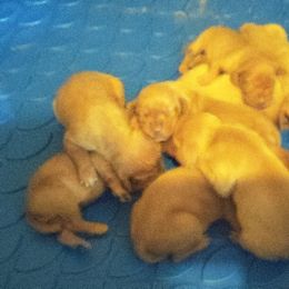 All boys - Golden rust male Vizsla puppy in Linden, Michigan from Shadow Creek Kennel
