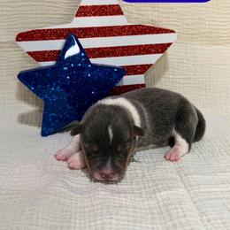 Rebel - Black and tan female American Corgi puppy in Midland, Texas from Desert Darlin’ Corgis