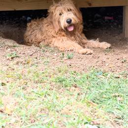 Tilley - Goldendoodle