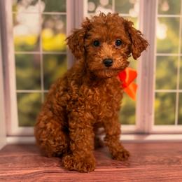 Sandy (Orange Collar Female) - Red  female Goldendoodle puppy in Santa Clara, Utah from Desert Dawn Doodles