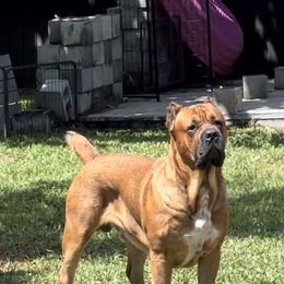 Bob - Cane Corso