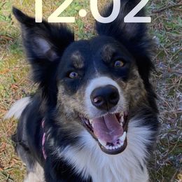 Beatrix  - Border Collie