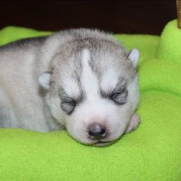 Red - Gray and white male Siberian Husky puppy in Le Sueur, Minnesota from Tevana Siberians LLC