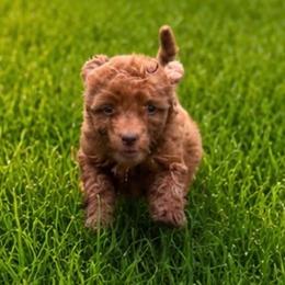 Reba - Red  female Goldendoodle puppy in Pittsburg, Texas from Grace Springs Goldendoodles