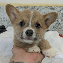 Sable - Sable female Pembroke Welsh Corgi puppy in Lufkin, Texas from Wartooth Cowdogs