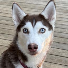 Ava - Siberian Husky
