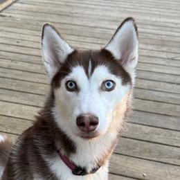 Ava - Siberian Husky