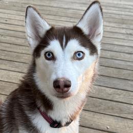 Ava - Siberian Husky