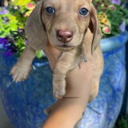 Boy two - Dapple male Dachshund puppy in Payette, Idaho from NT Mini Doxies