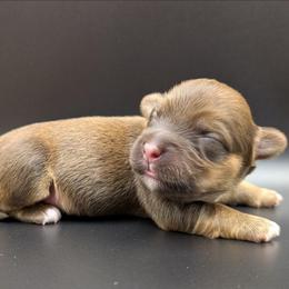 Cinnamon Roll - Red sable male Havanese puppy in Marysville, Ohio from Sweet Confections Havanese