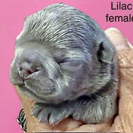 Lilac 1 - Blue female French Bulldog puppy in Clifton, Texas from Blue Ribbon French Bulldogs