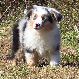 KB.BMM - Blue merle male Miniature Australian Shepherd puppy in Deer Lodge, Tennessee from KSH Aussie Haven