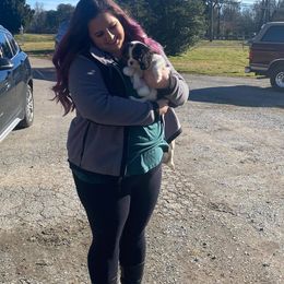 Cavalier King Charles Spaniel Puppies from CK Cavaliers