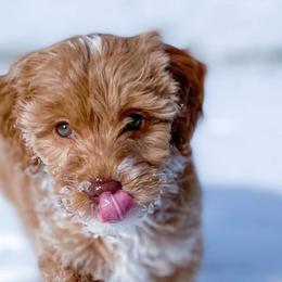 Goldendoodles and Poodles from KB Doodles