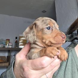 WxB choc and tan dapple smooth girl - Dapple female Dachshund puppy in Declo, Idaho from Dozendachs