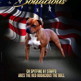Staffordshire Bull Terrier All Grown Up from Spitfire 81 Staff's