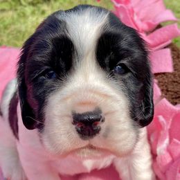 Rosemary - English Springer Spaniel puppy from Hurds Hound Haven